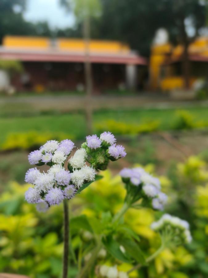 De Asian Villa Pondicherry Auroville Eksteriør bilde